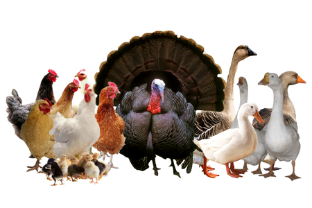 14e42a7fd3df2c38529ccbdab4b2c5fddb0bd009-hydina